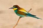 Bee-eater_KBJ3036