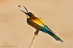 Bee-eater_KBJ3085