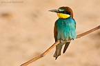 Bee-eater_KBJ3255